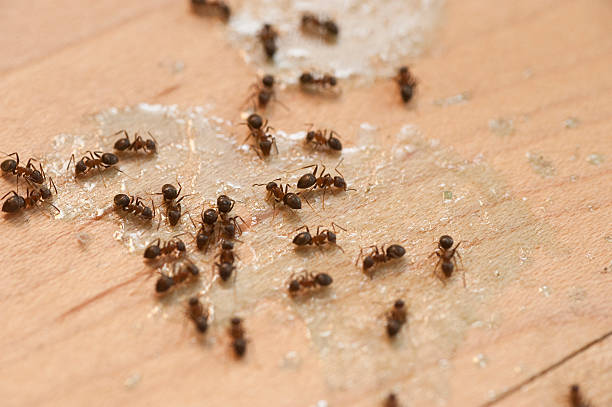 Best Pest Control Near Me  in Clarksville, TX
