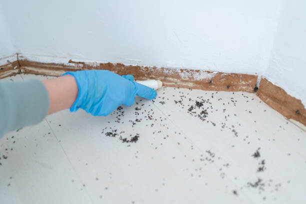 Best Affordable Pest Control Services  in Clarksville, TX